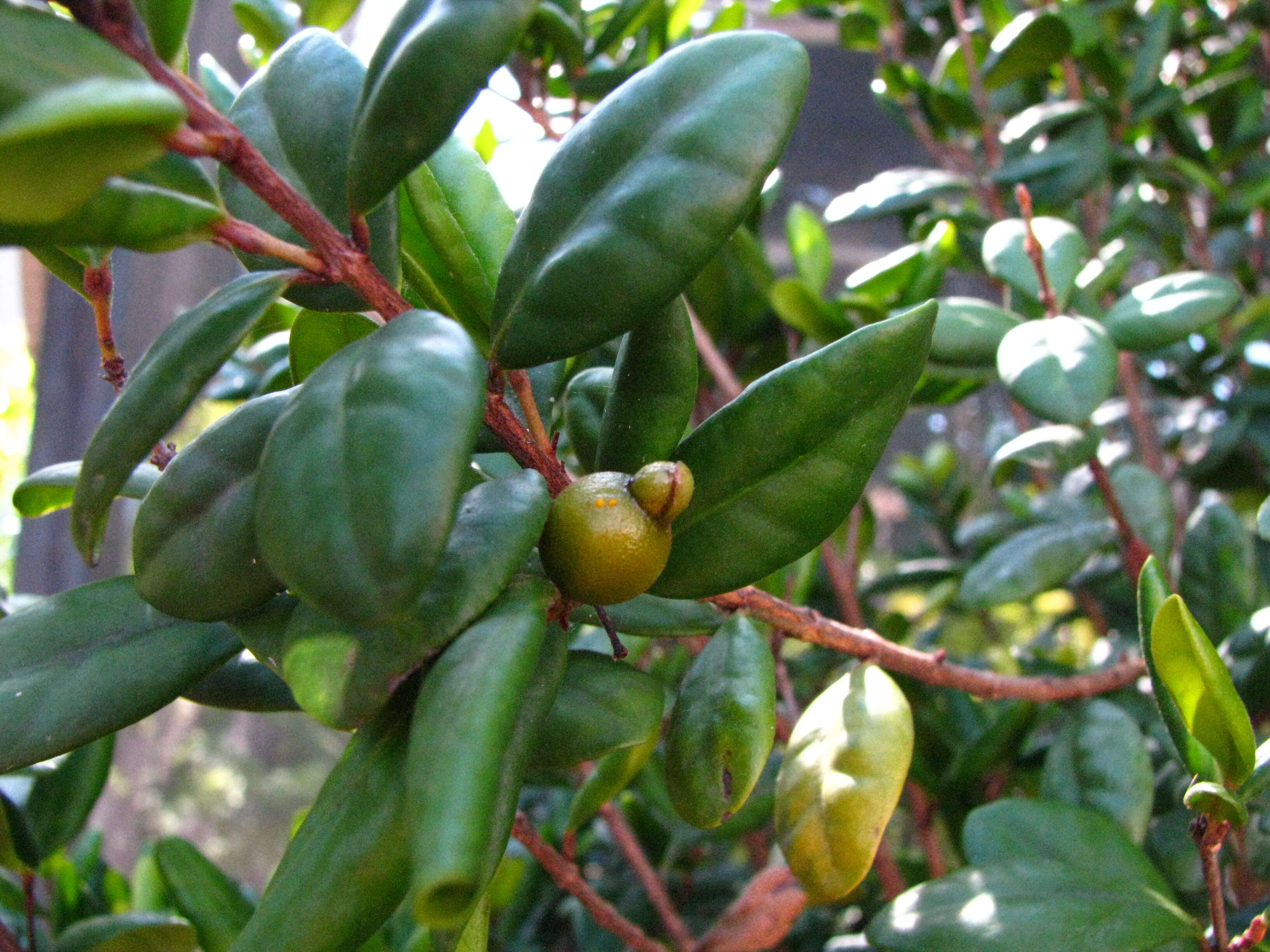 Image of Koʻolau Eugenia