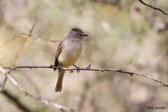 Image of Northern Beardless Tyrannulet