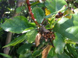 Image of white Kauai rosemallow