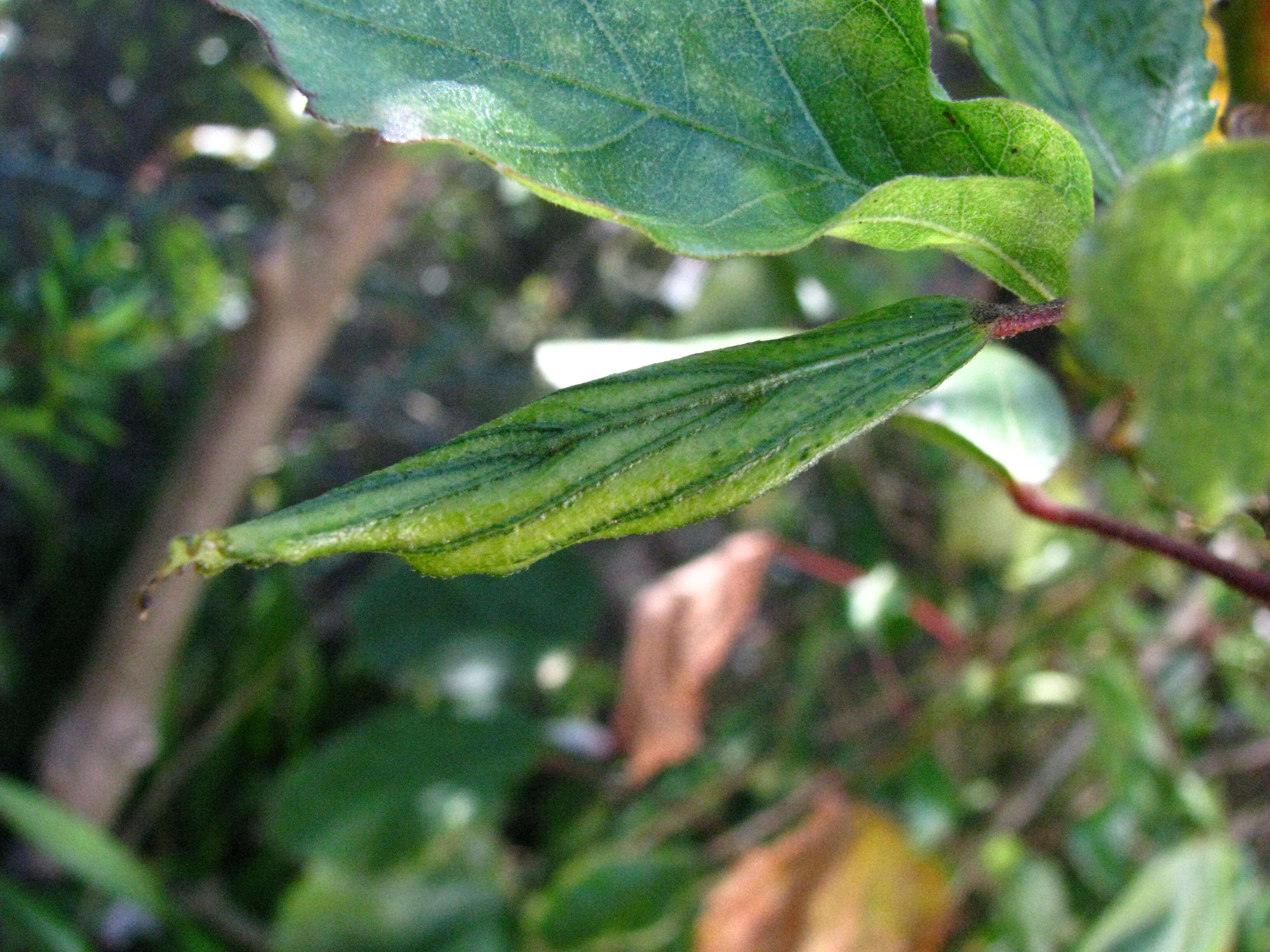 Image of white Kauai rosemallow