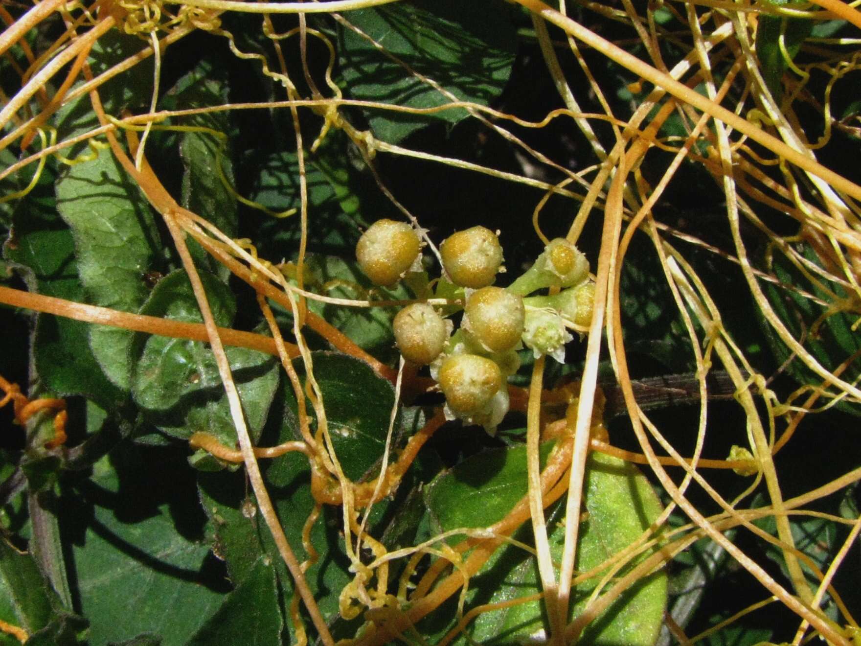 Image of Chinese violet