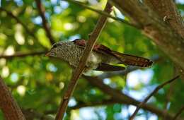 Image of Banded Bay Cuckoo