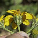 Aldama cordifolia (A. Gray) E. E. Schill. & Panero的圖片