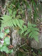 Image of Lastreopsis velutina (A. Rich.) Tindale