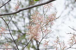 Bauhinia pringlei S. Watson resmi