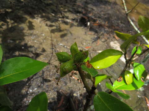 Image of Sundari tree