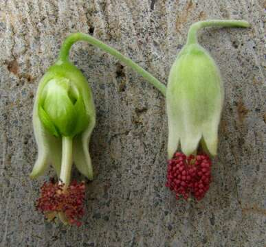 Image of Hidden-petaled Abutilon