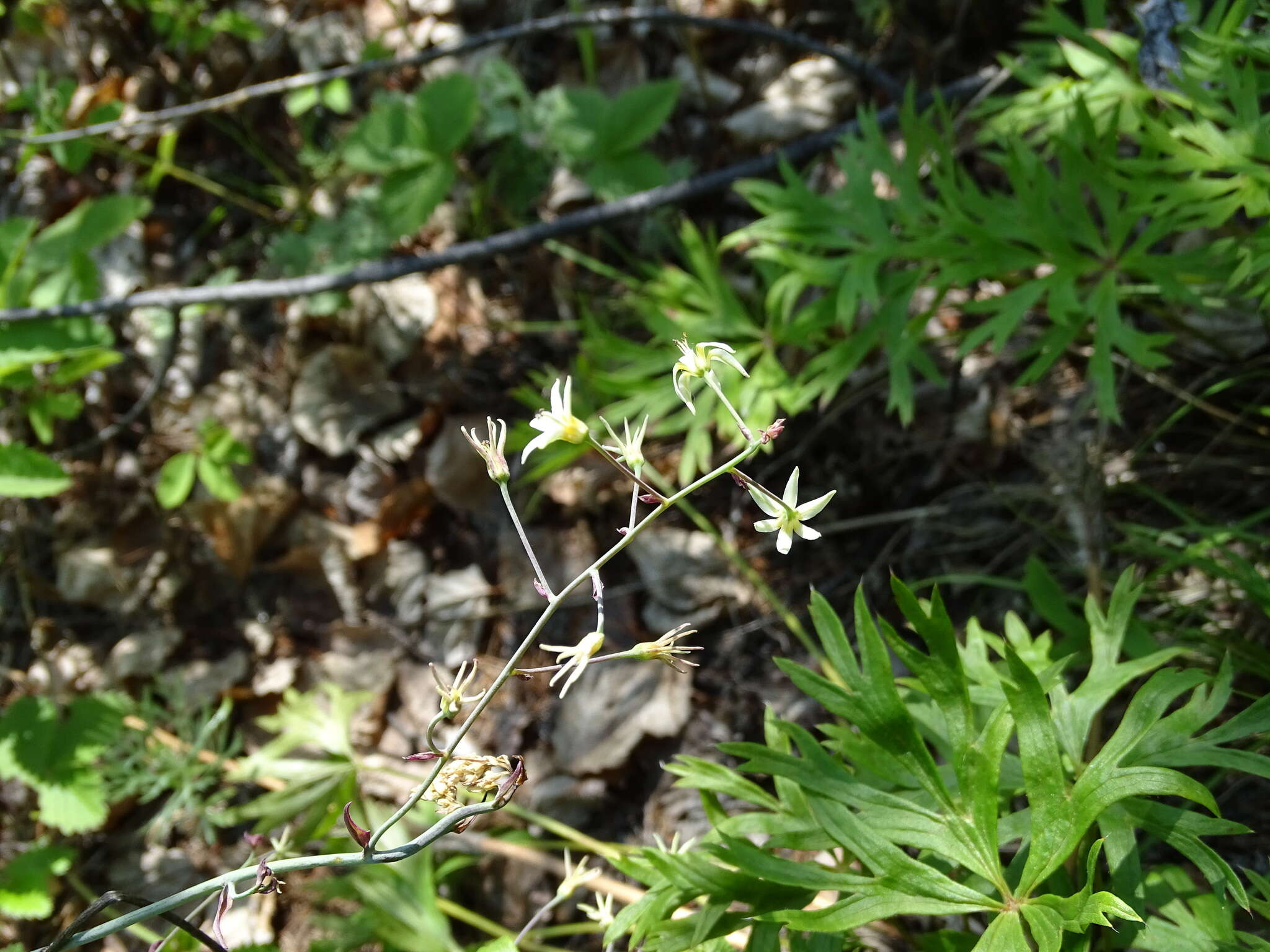 Image of Anticlea sibirica (L.) Kunth