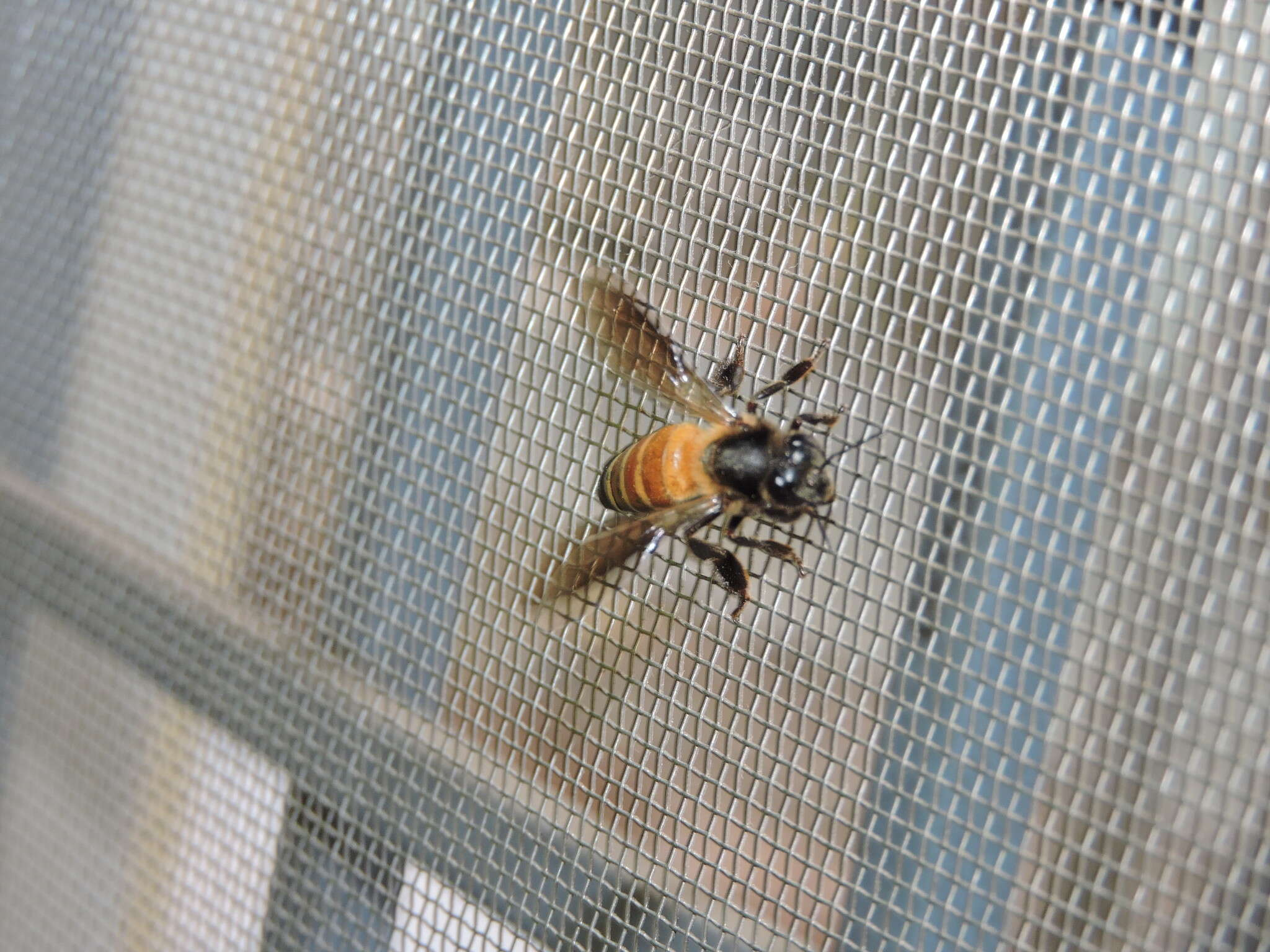 Image of Giant honey bee