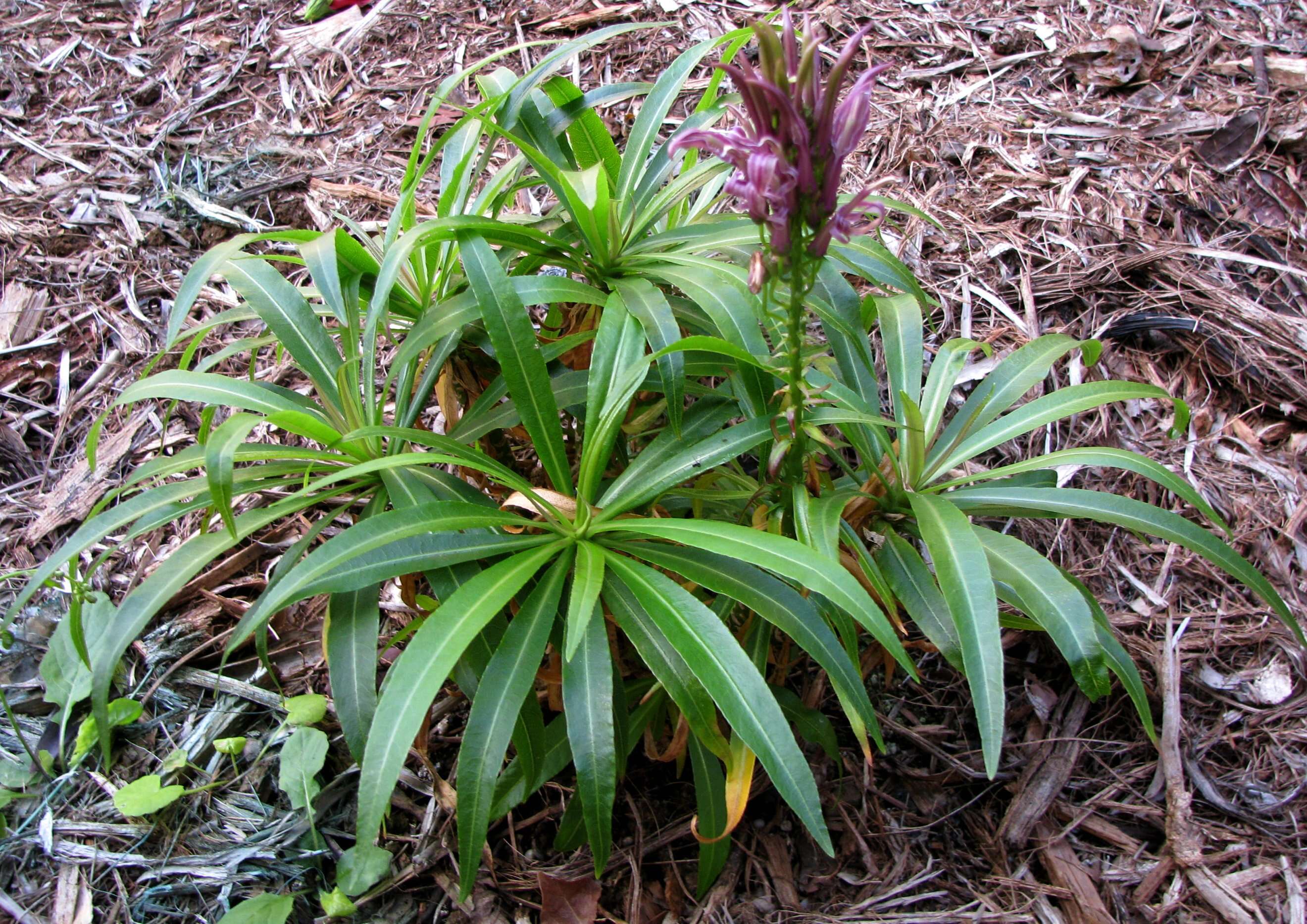 Image de Lobelia niihauensis H. St. John