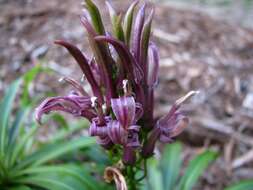 Image de Lobelia niihauensis H. St. John