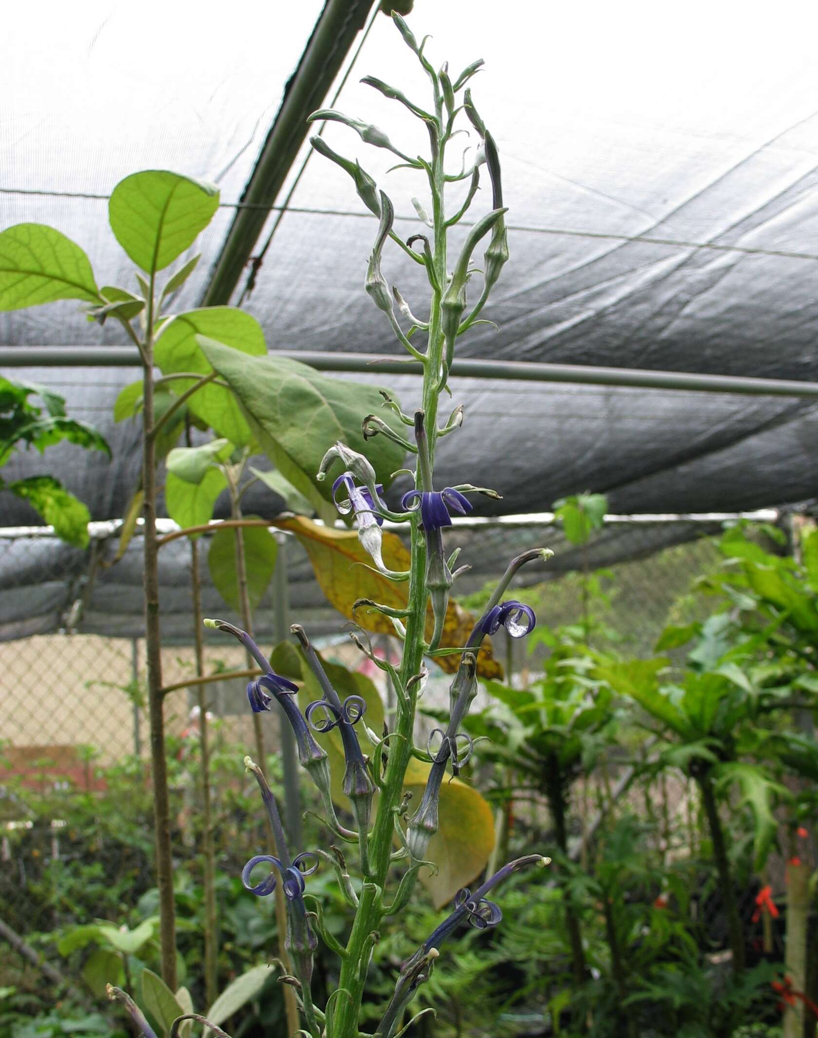 Imagem de Lobelia hypoleuca Hillebr.