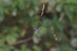 صورة Trichonephila inaurata (Walckenaer 1841)