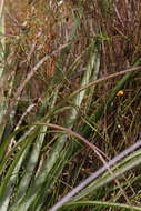 Image de Drosera geniculata