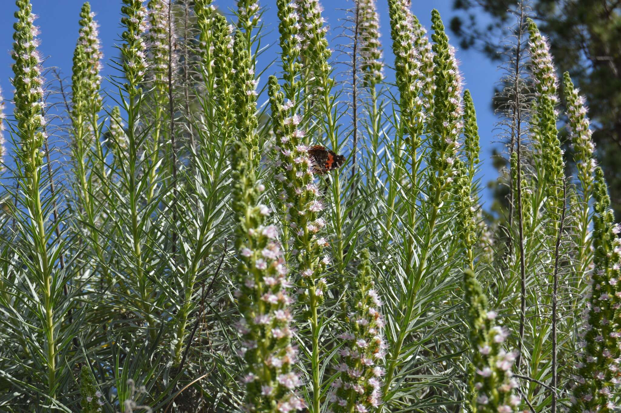 Echium sventenii Bramwell的圖片