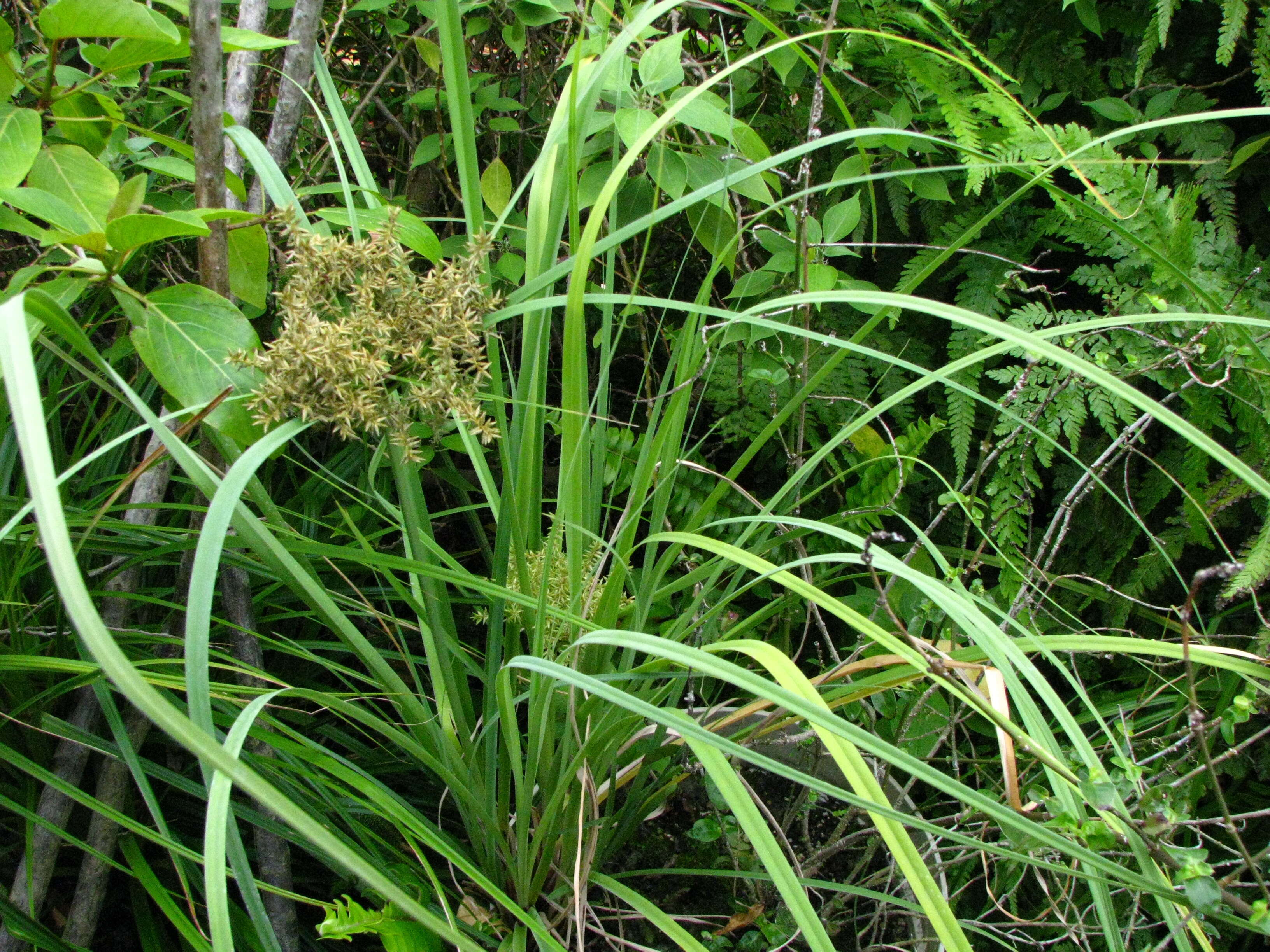 Image of Javanese flatsedge