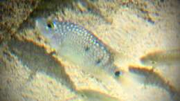 Image of Lowland cichlid