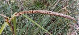 Carex hispida Willd. ex Schkuhr resmi