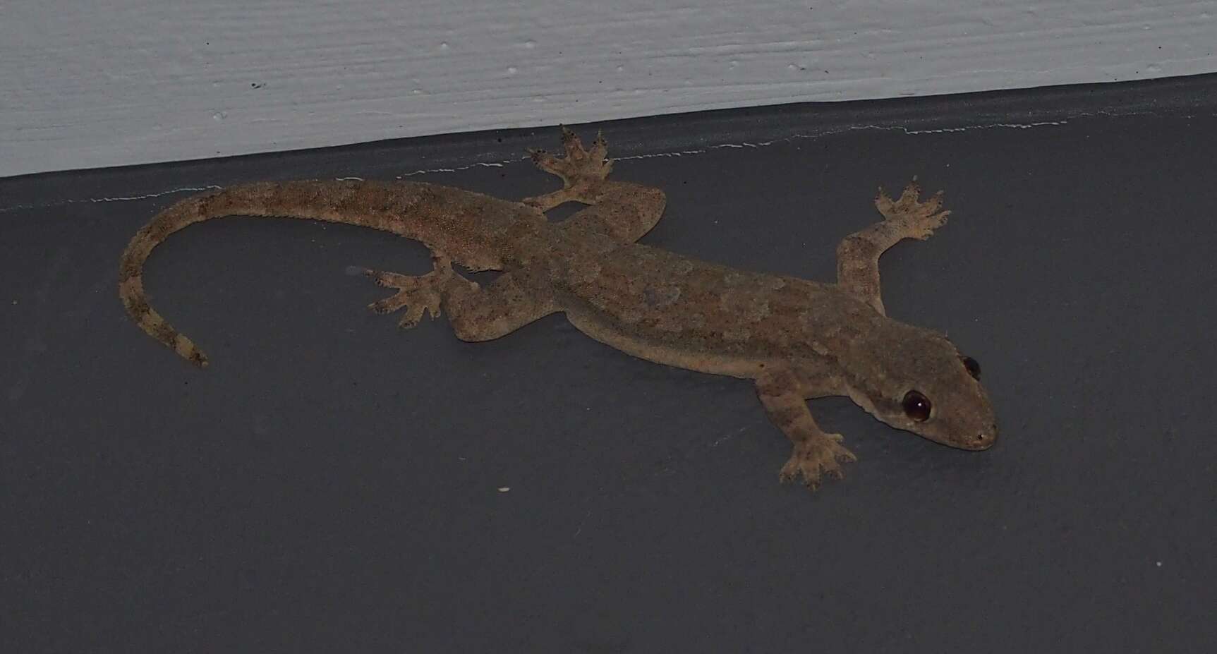 Image of Flat-tailed House Gecko