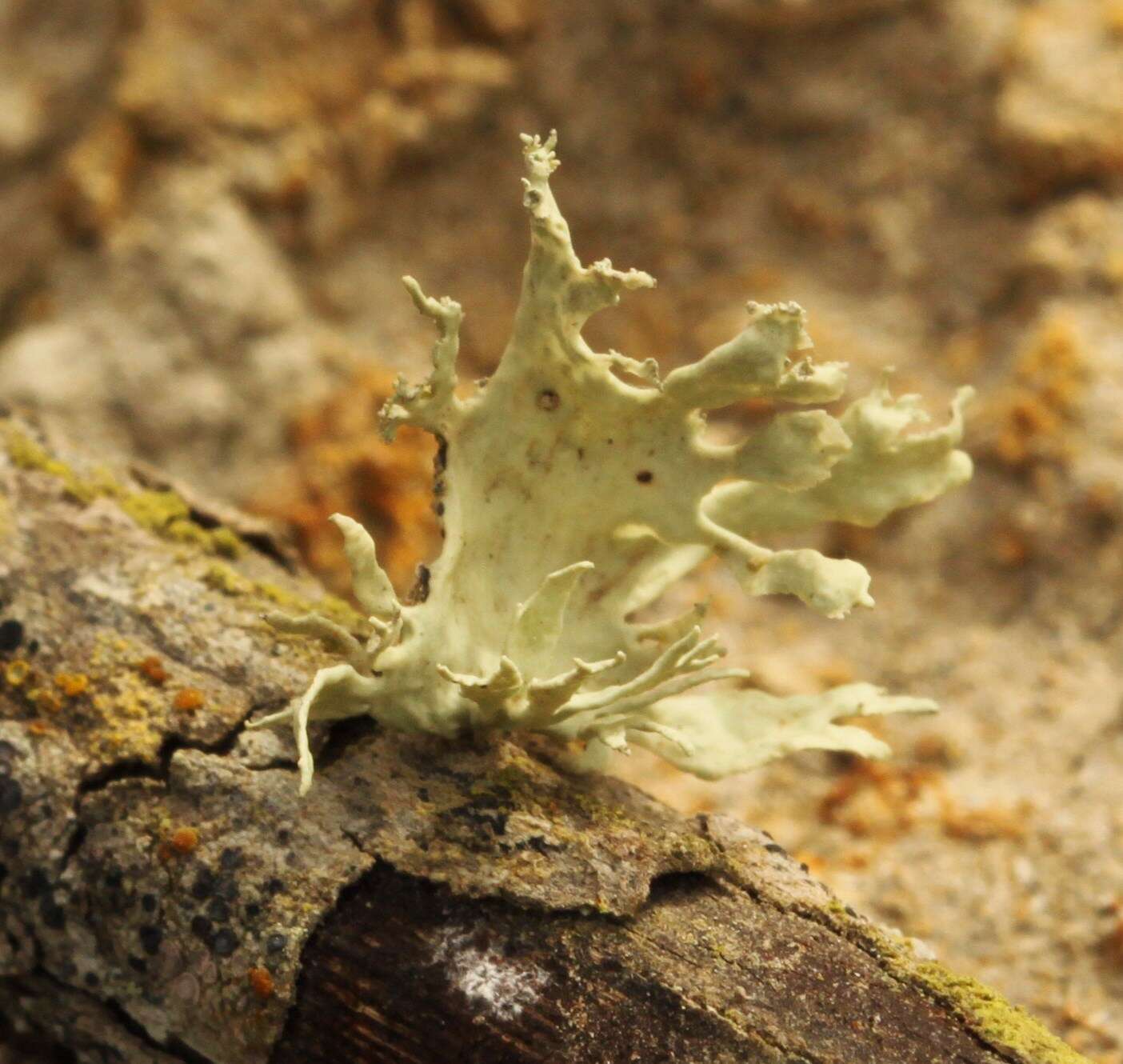 Imagem de Ramalina canariensis J. Steiner