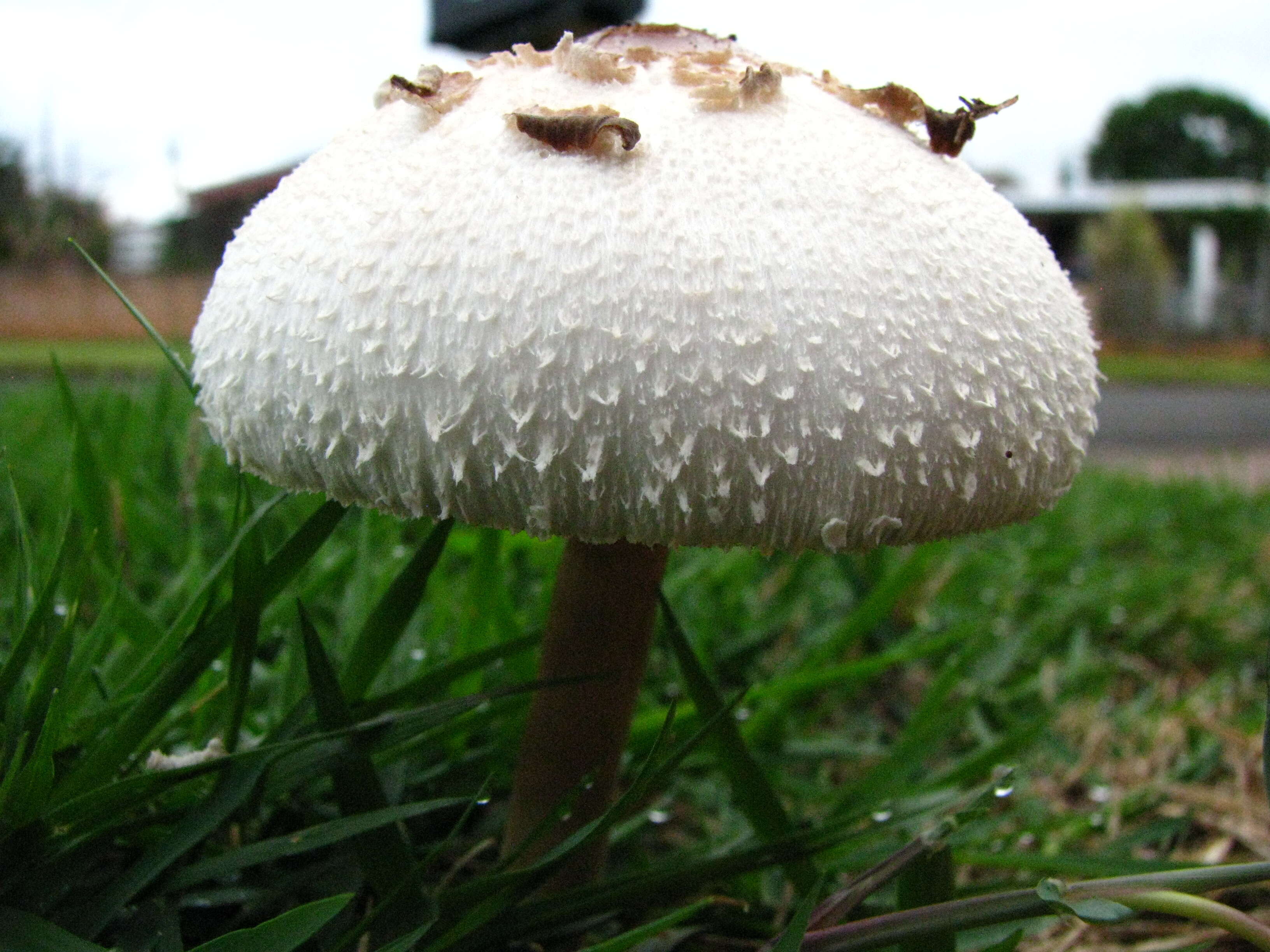 Image of Green-spored parasol