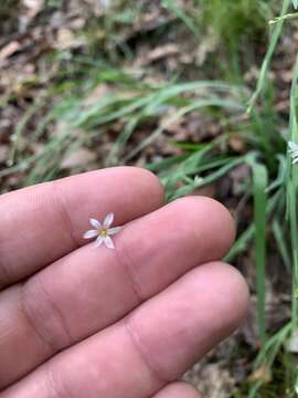 Image of white irisette