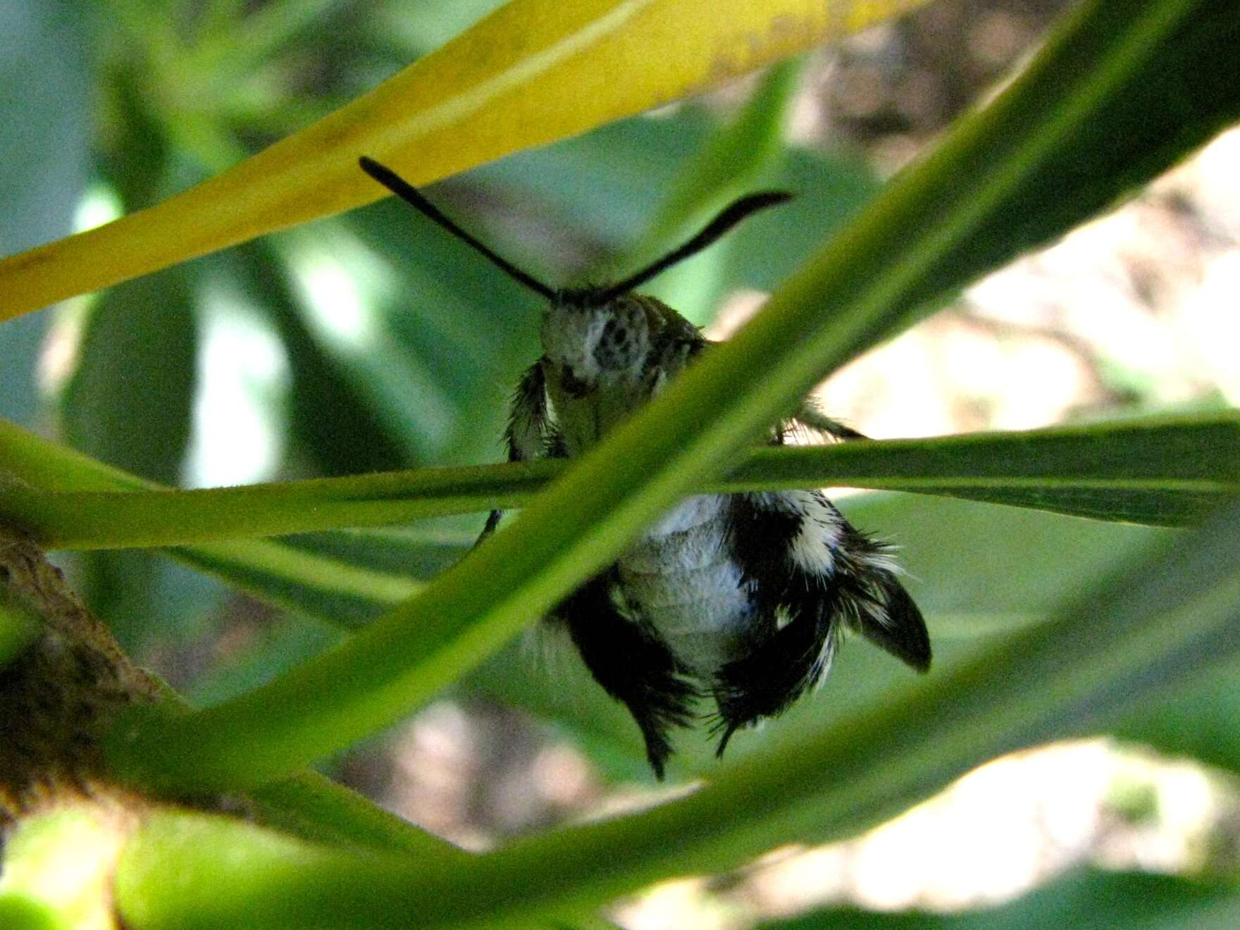 Image of African vine borer