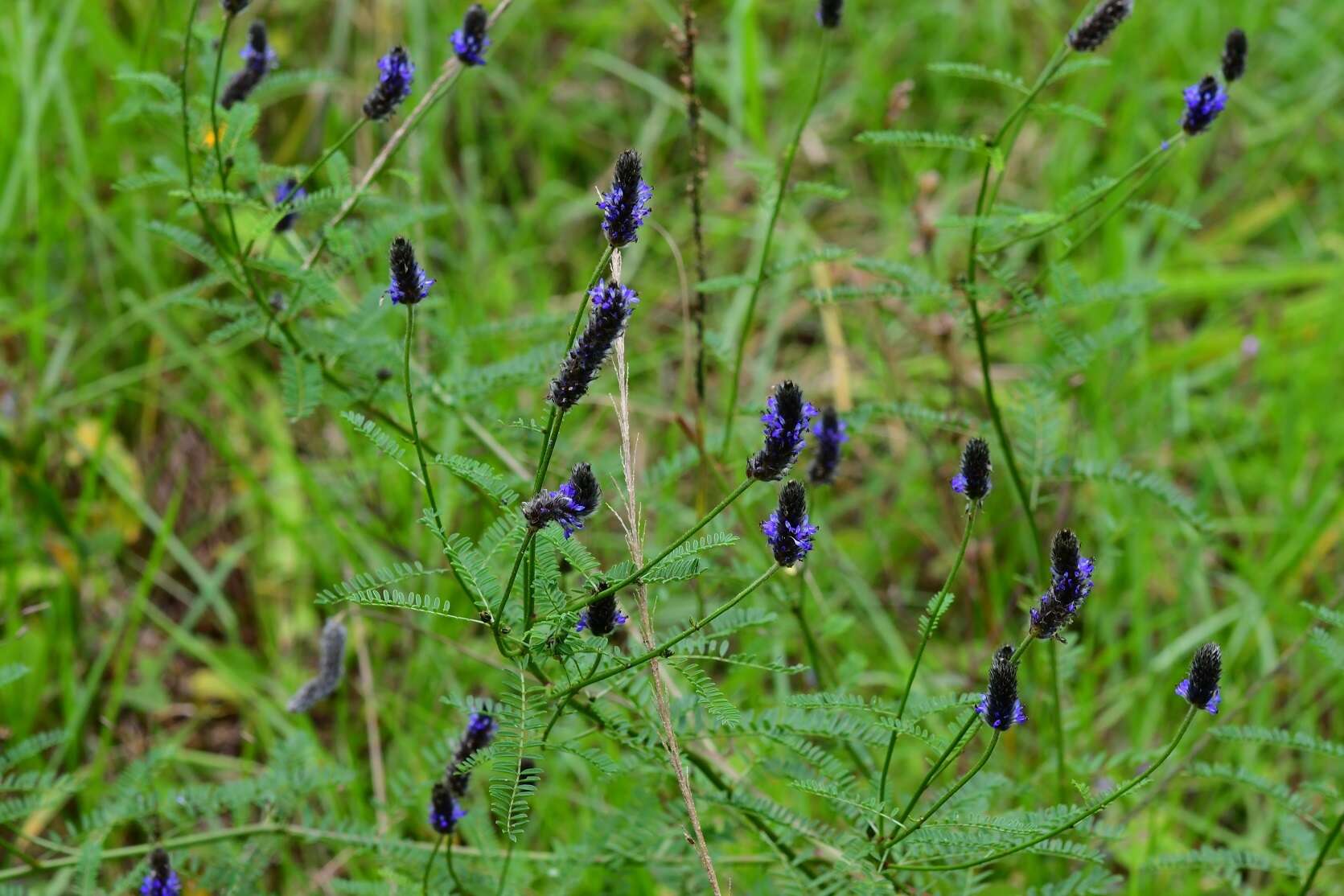 Imagem de Dalea leporina (Aiton) Bullock