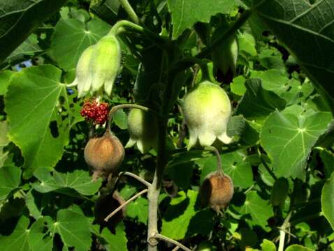 Image of Hidden-petaled Abutilon