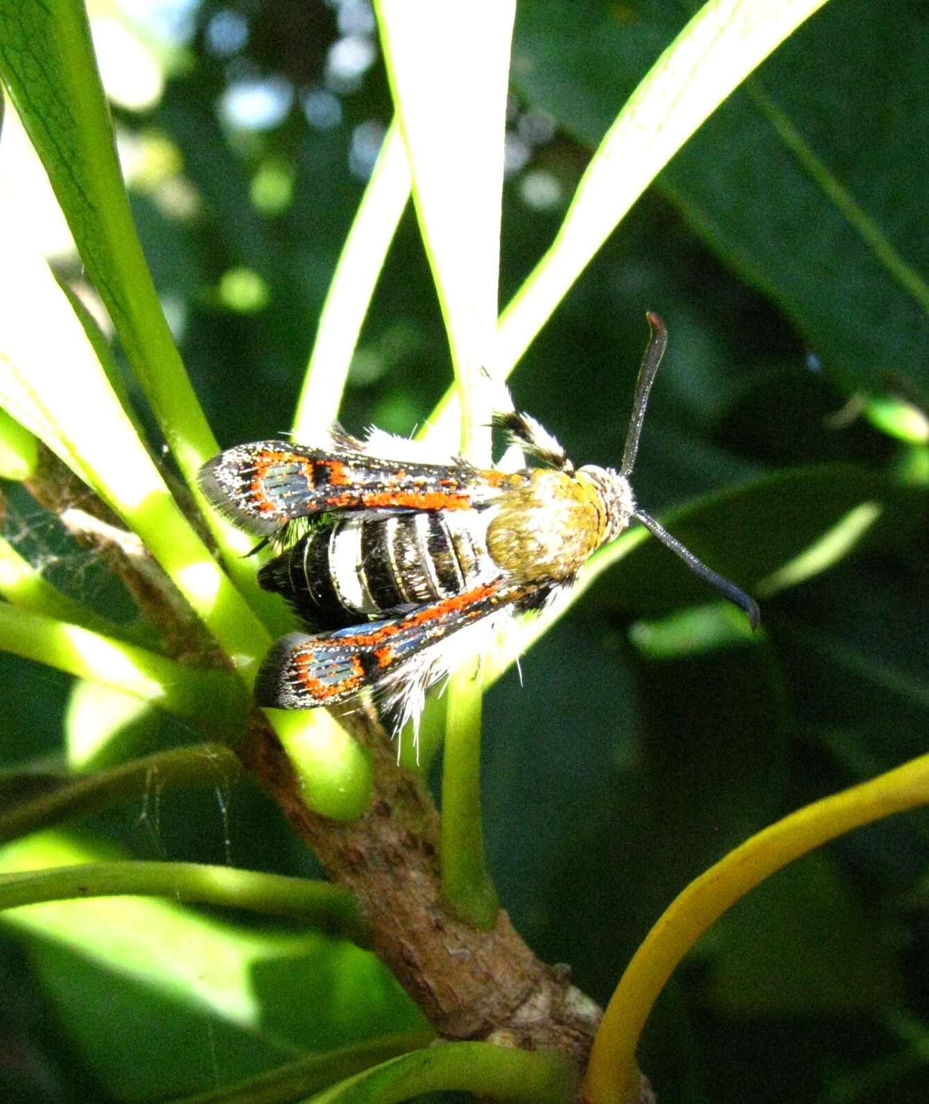 Image of African vine borer