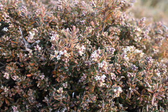 Image of Acrothamnus colensoi (Hook. fil.) Quinn