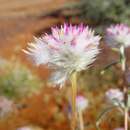 Image of Gomphrena affinis subsp. pilbarensis Kanis ex J. Palmer