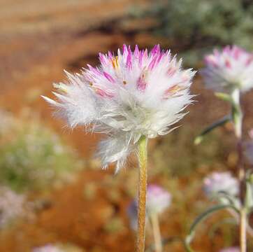 Image de Gomphrena affinis F. Müll. ex Benth.