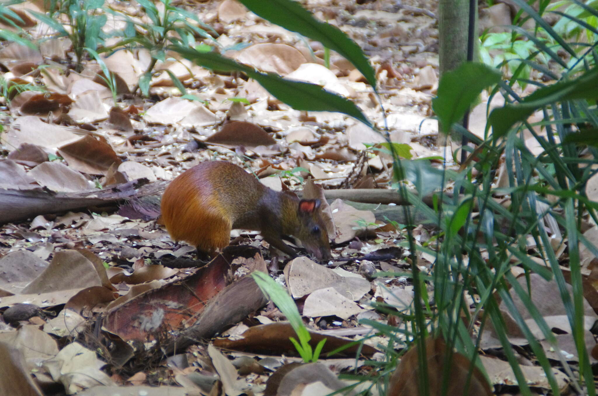 Image of Black-rumped Agouti