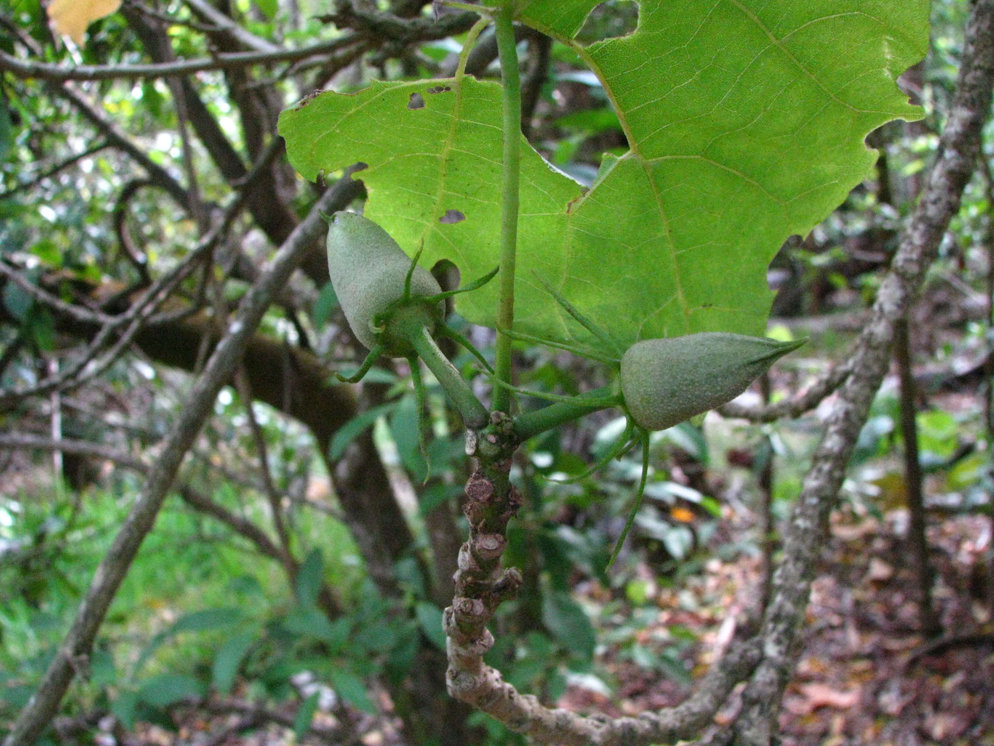 Image of Kilauea hau kuahiwi