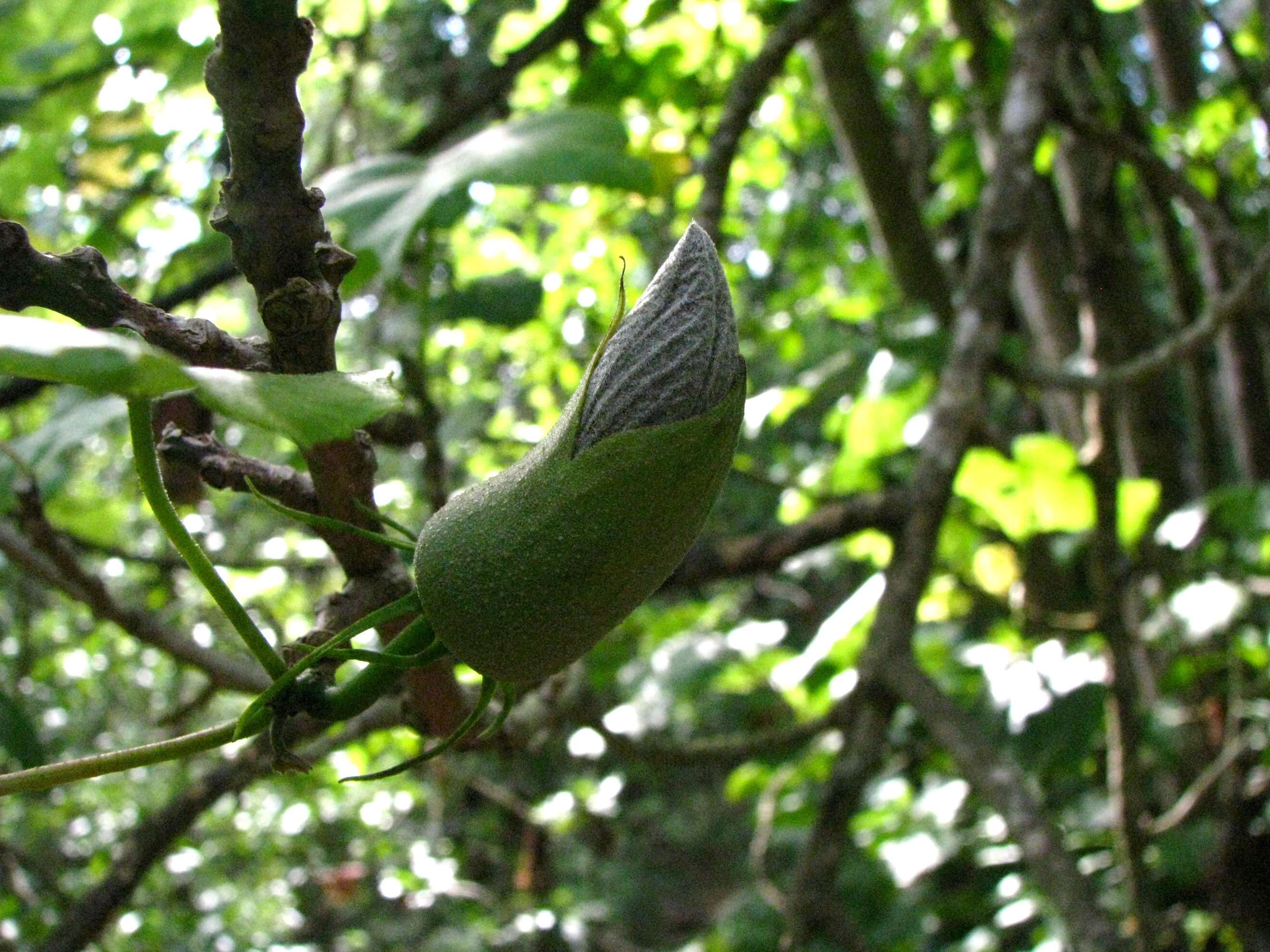 Image of Kilauea hau kuahiwi