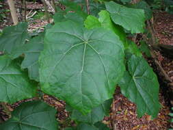 Image of Kilauea hau kuahiwi