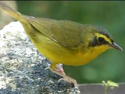 Geothlypis formosa (Wilson & A 1811) resmi