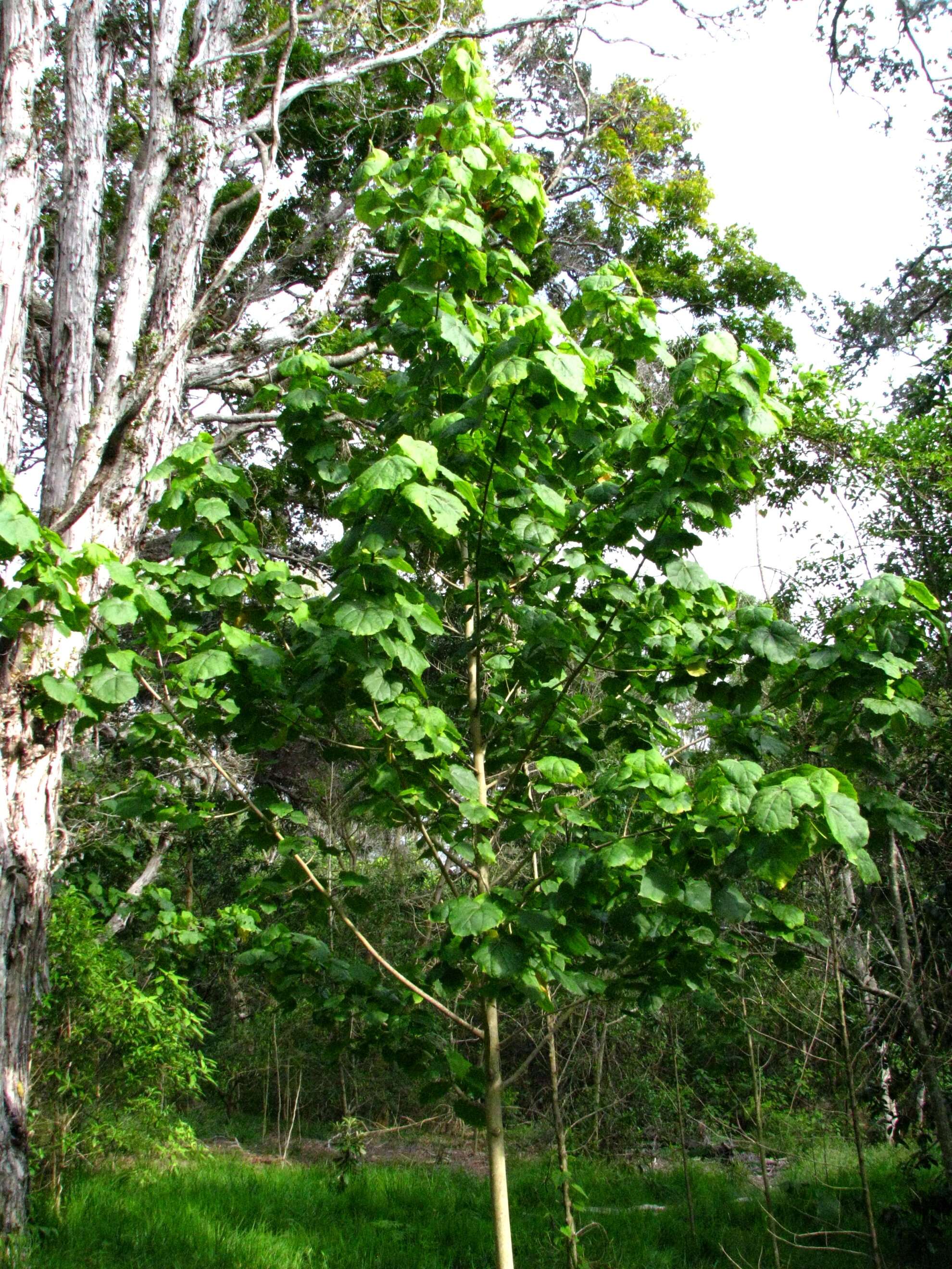 Image of Kilauea hau kuahiwi