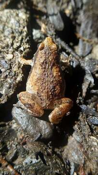 Image of Ant Frog