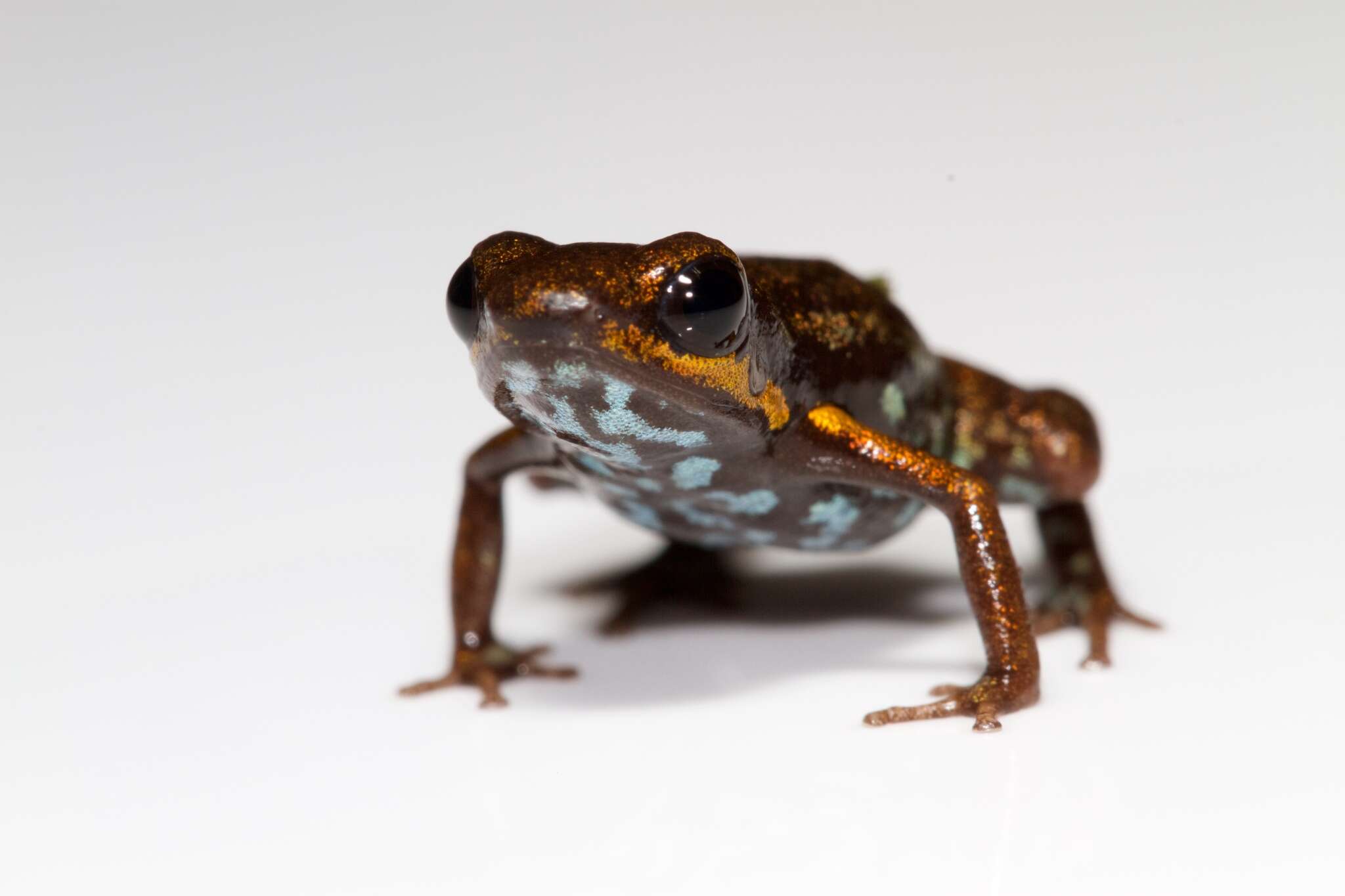 Image of Blue-bellied Poison Frog