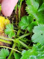 صورة Alchemilla glaucescens Wallr.