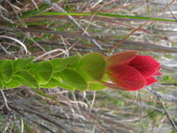 Image de Vaccinium reticulatum Sm.