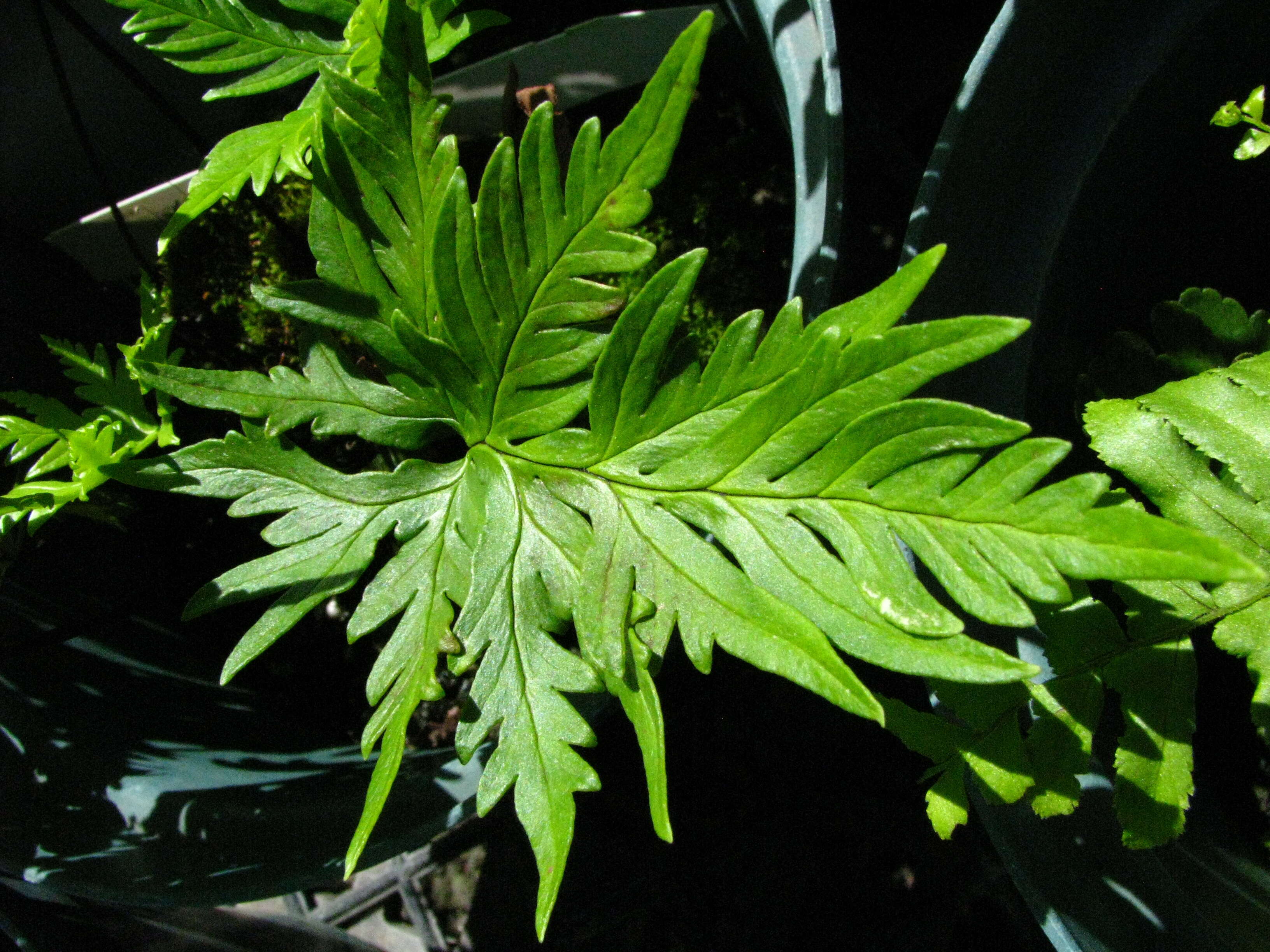 Image of Kauai digit fern
