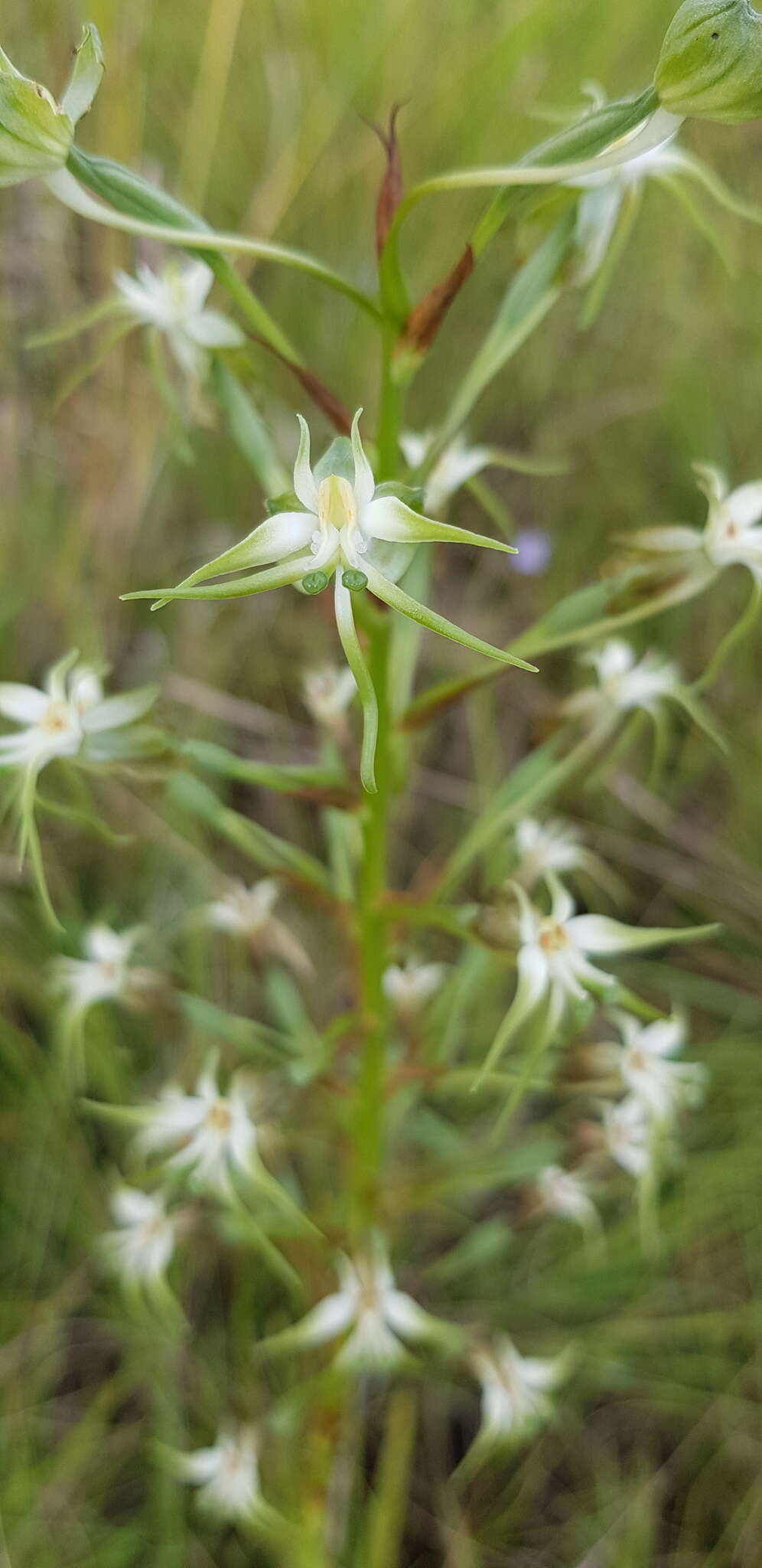 Image de Habenaria nyikana Rchb. fil.