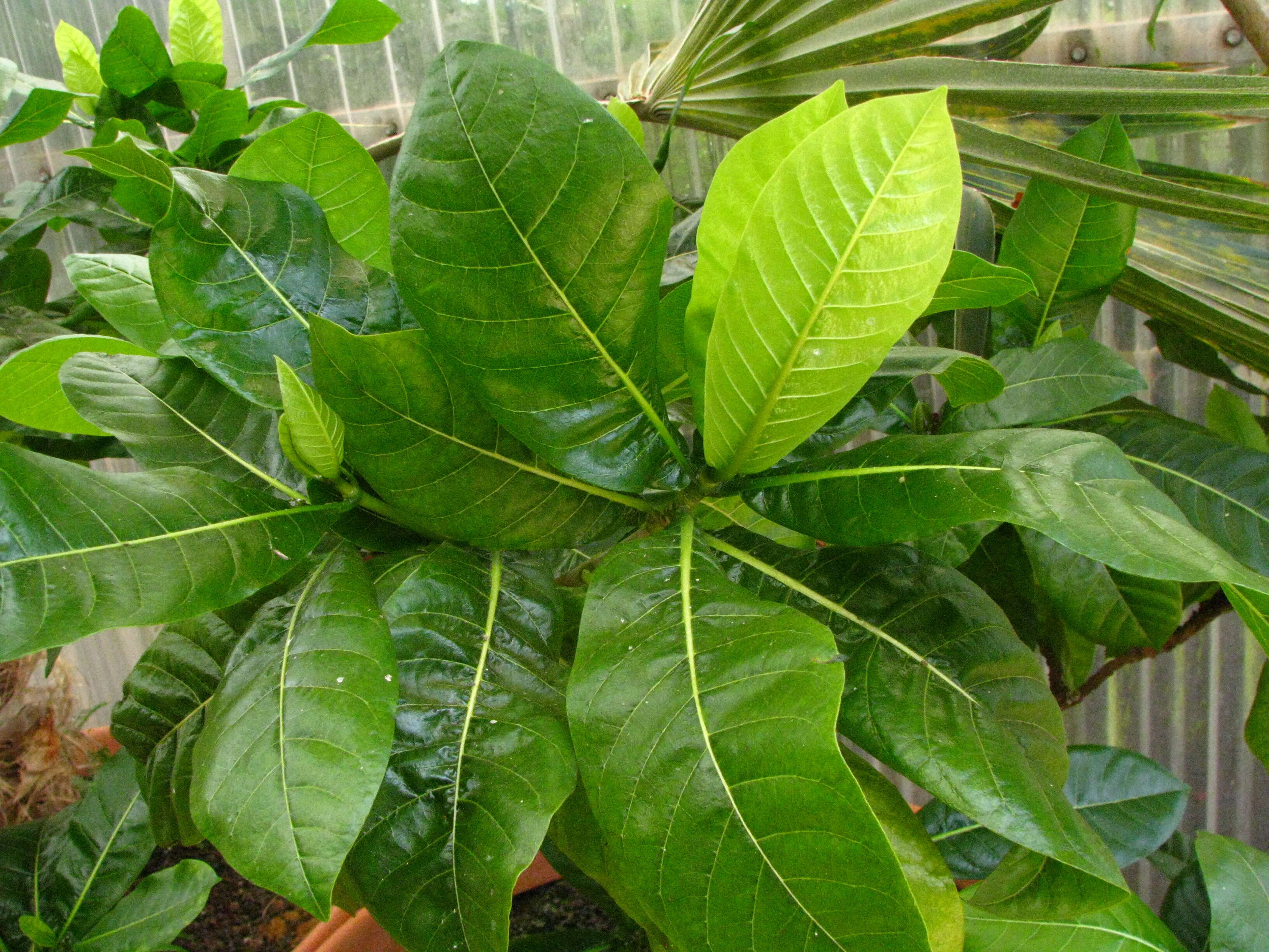 Image of Remy's Gardenia