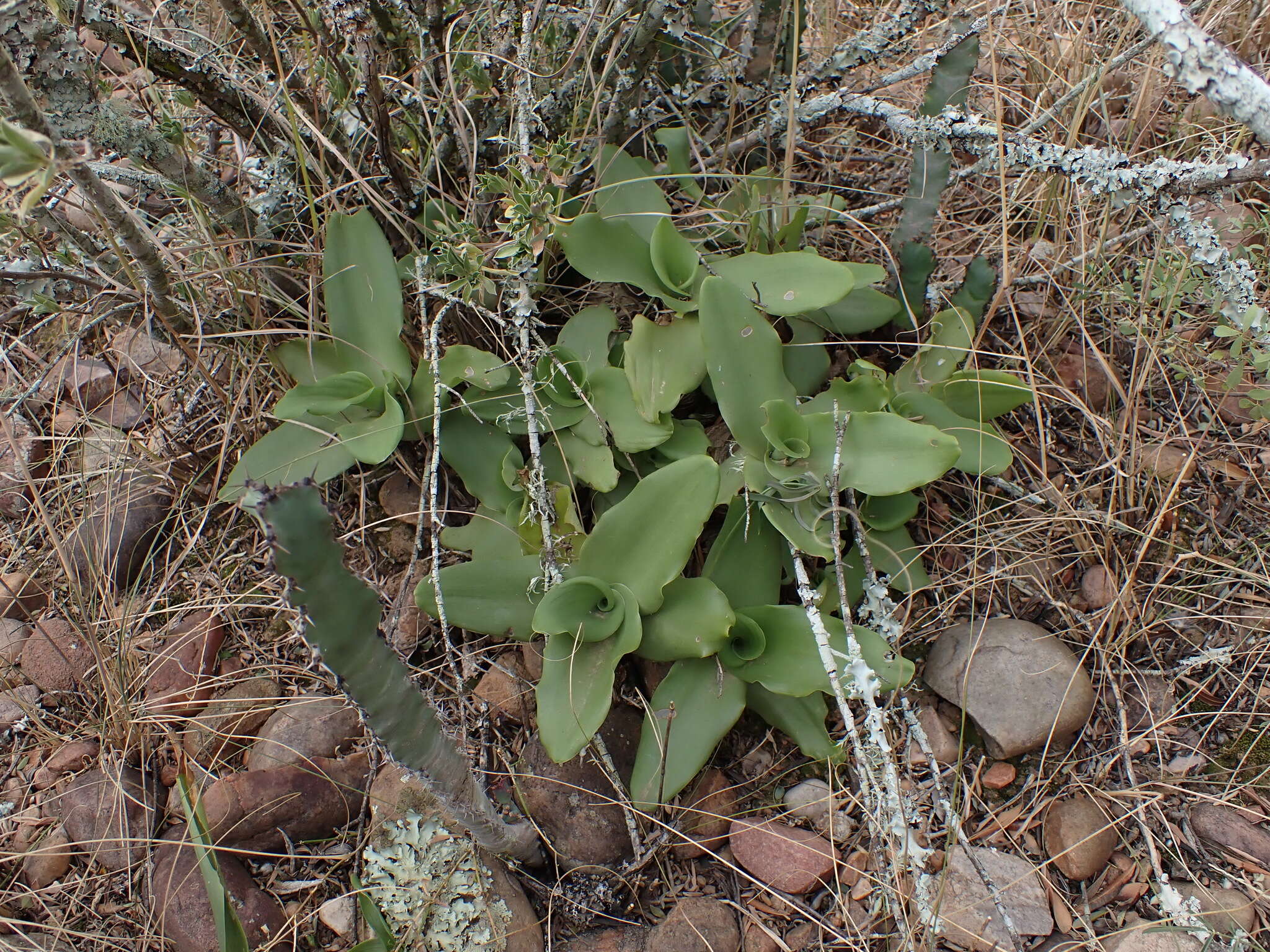 Image of Ledebouria nitida