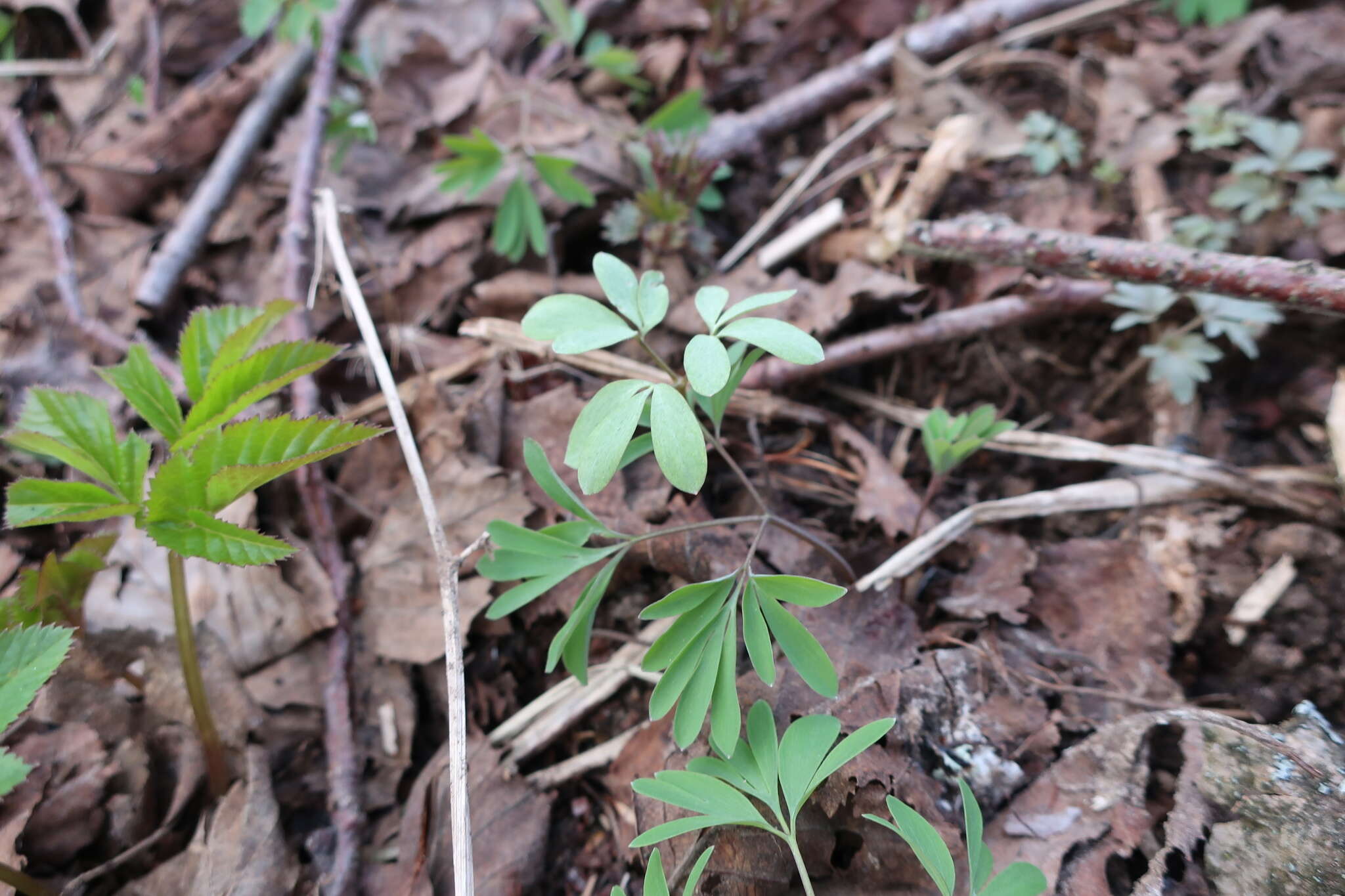 Image of Peronospora corydalis