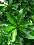 Image of Kauai catchbirdtree