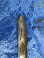 Image of Silver Lamprey